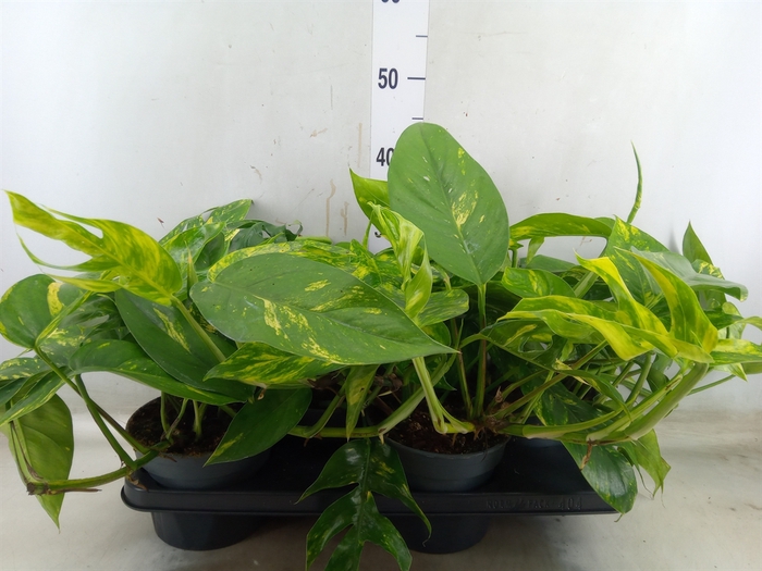 <h4>Epipremnum   ...</h4>