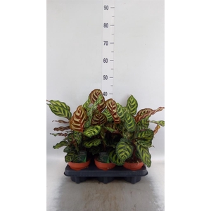 Calathea makoyana