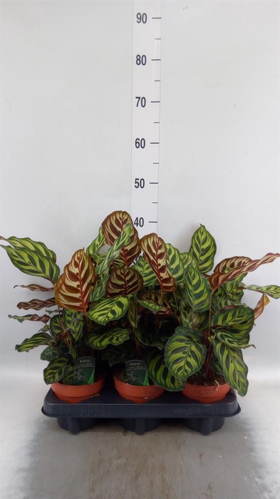 <h4>Calathea makoyana</h4>