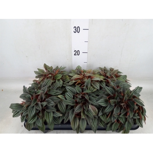 Peperomia caperata 'Lima'