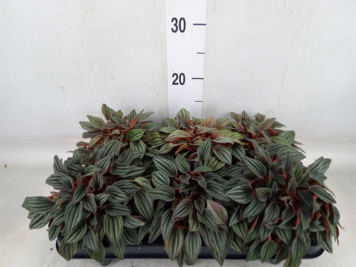 <h4>Peperomia caperata 'Lima'</h4>