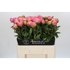 Paeonia Jacorma