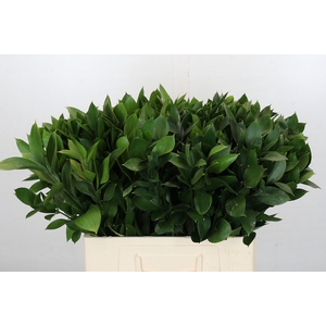 Ruscus Israel