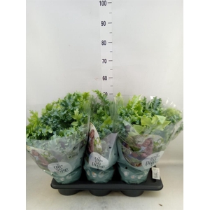 Phlebodium aureum 'Davana'