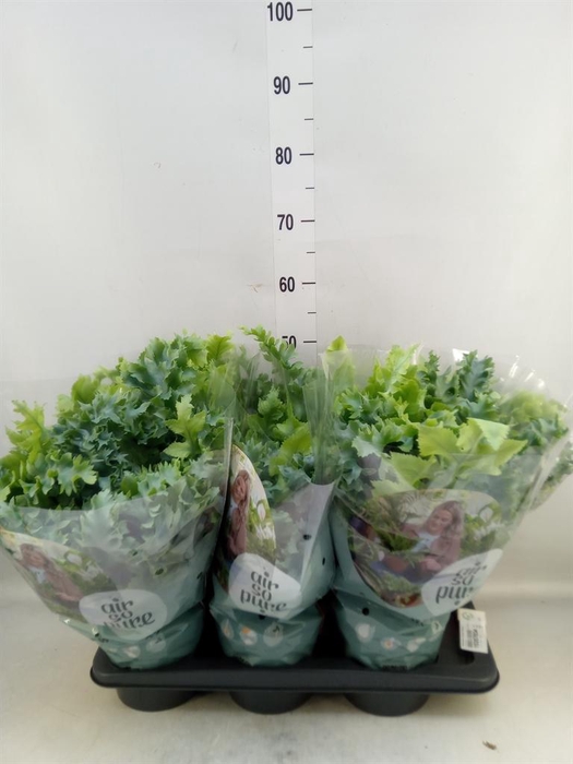 <h4>Phlebodium aureum 'Davana'</h4>