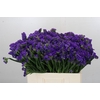 Limonium Navy Sun Birds