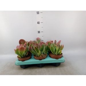 Kalanchoe NF   ...