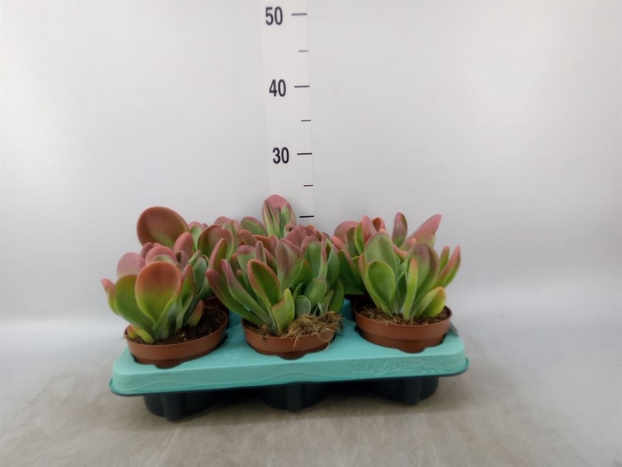 <h4>Kalanchoe NF   ...</h4>