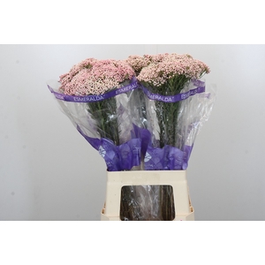 Ozothamnus Cooks Pink