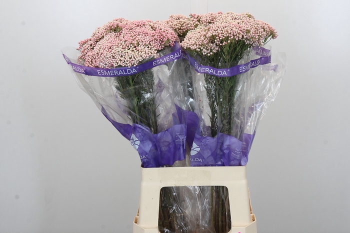 Ozothamnus Cooks Pink