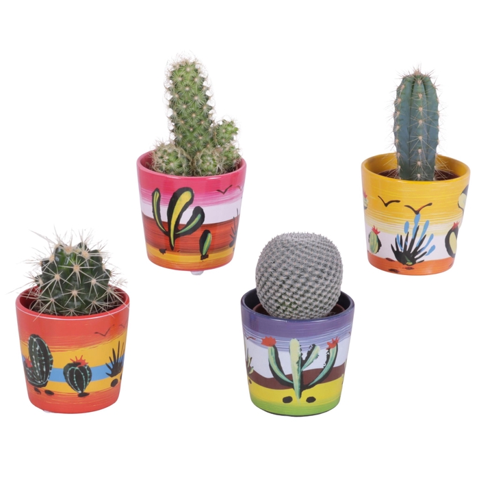 <h4>Cactus mix Ø5,5 cm in Ceramic Pot Mexico Ø07cm</h4>