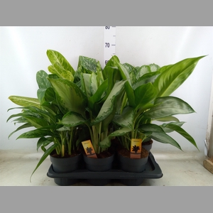 Aglaonema   ...mix