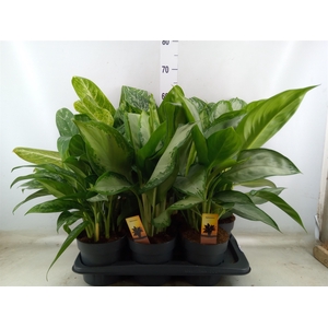 Aglaonema   ...mix