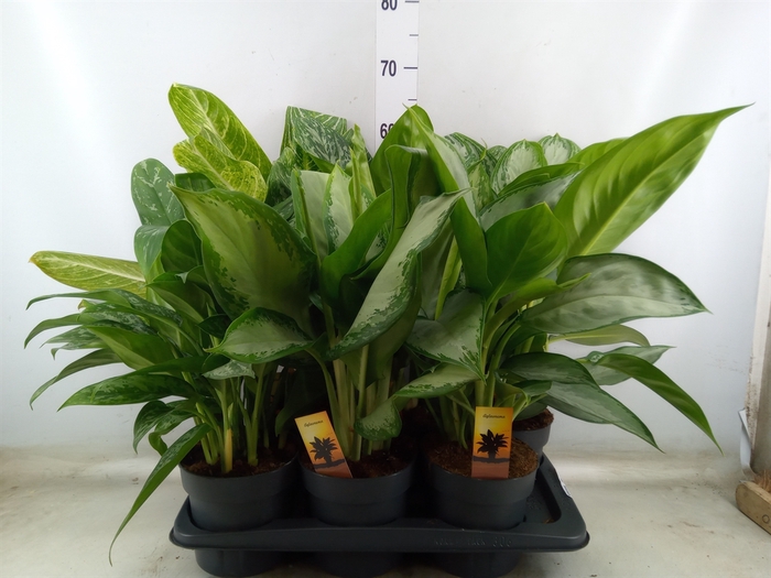 <h4>Aglaonema   ...mix</h4>