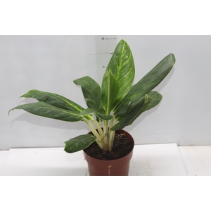 AGLAONEMA QUEEN P17