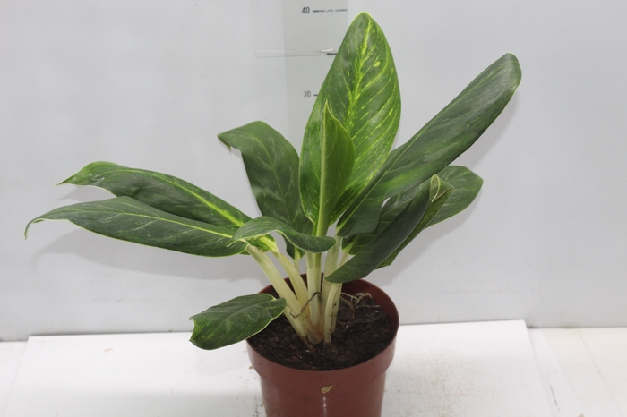 <h4>AGLAONEMA QUEEN P17</h4>
