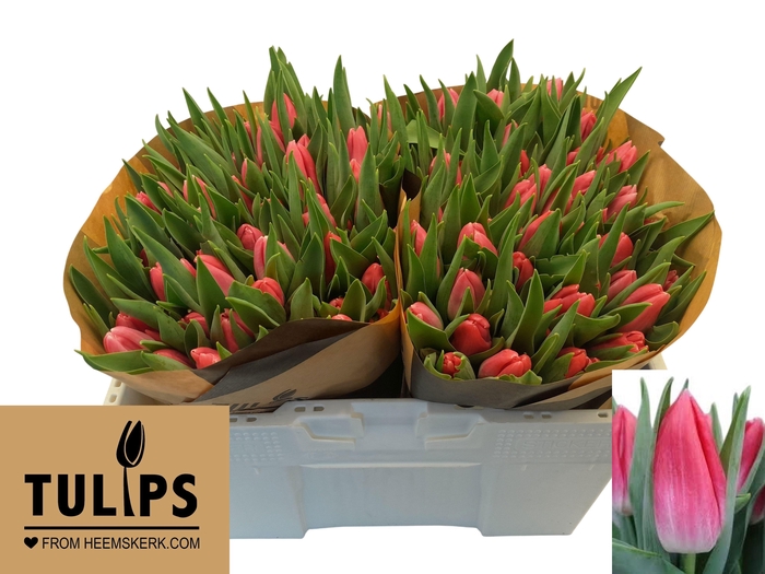 <h4>TU EN BOLROYAL PINK</h4>