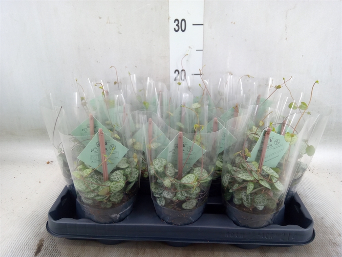 <h4>Ceropegia woodii ssp. woodii</h4>