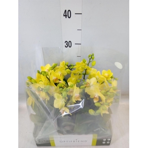 Phalaenopsis multi.   ...yellow