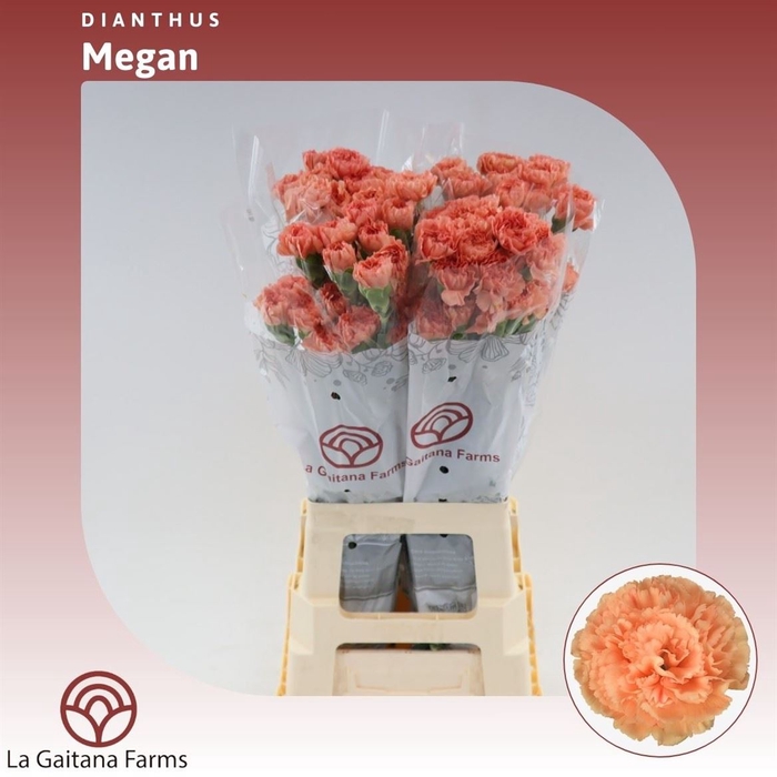 <h4>Dianthus St Andaard Megan</h4>