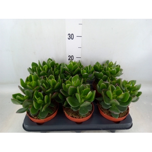 Crassula  'Hulk'