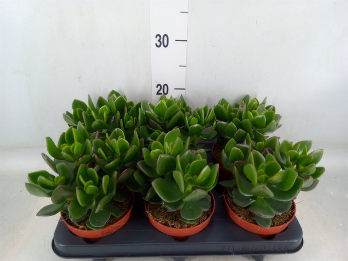 <h4>Crassula  'Hulk'</h4>