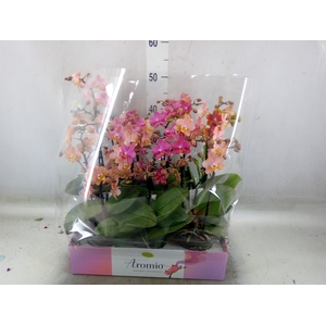 Phalaenopsis multi.   ...mix  3