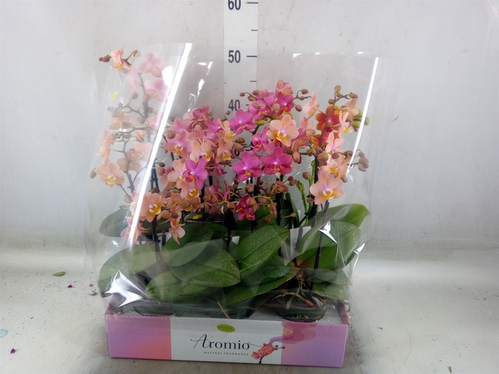 <h4>Phalaenopsis multi.   ...mix  3</h4>