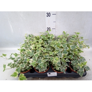 Hedera helix 'White Wonder'