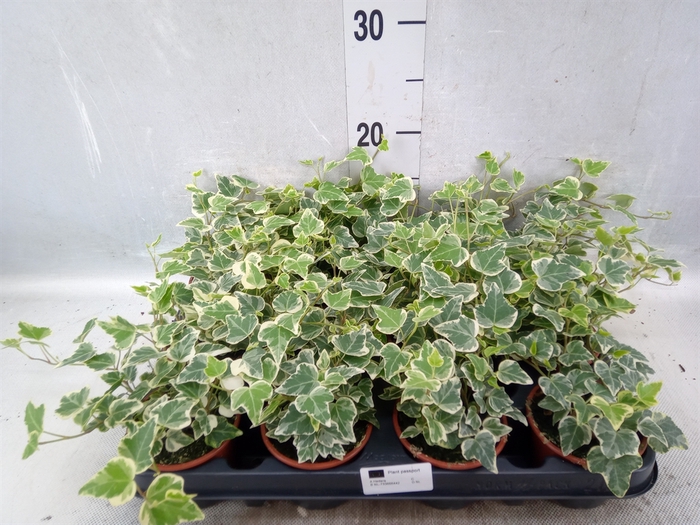 <h4>Hedera helix 'White Wonder'</h4>