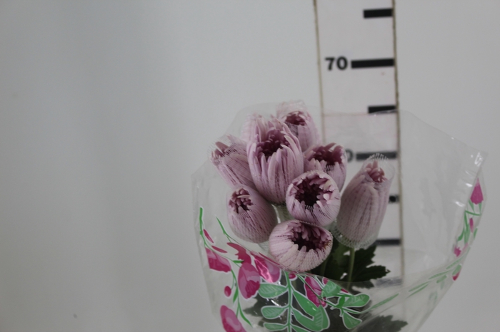 <h4>ANASTASIA CIPRIA 080 CM LILAS</h4>