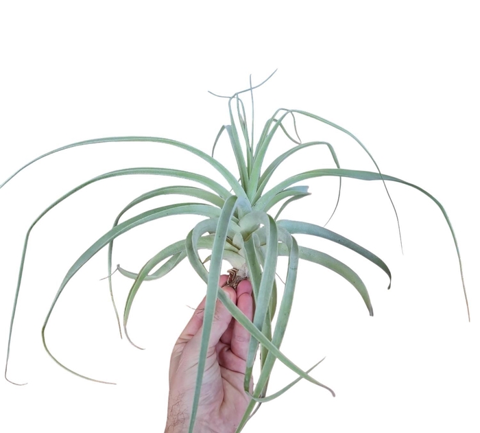 <h4>tillandsia straminea XL</h4>