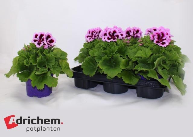 <h4>PEL GR PATRICIA</h4>