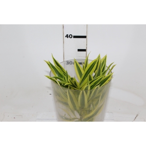 FOLHAGEM DRACENA PLEOMELE VARIEGATA