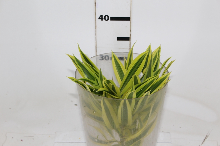<h4>FOLHAGEM DRACENA PLEOMELE VARIEGATA</h4>