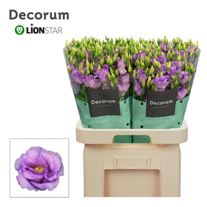 <h4>EUS G CORELLI LAVEND</h4>