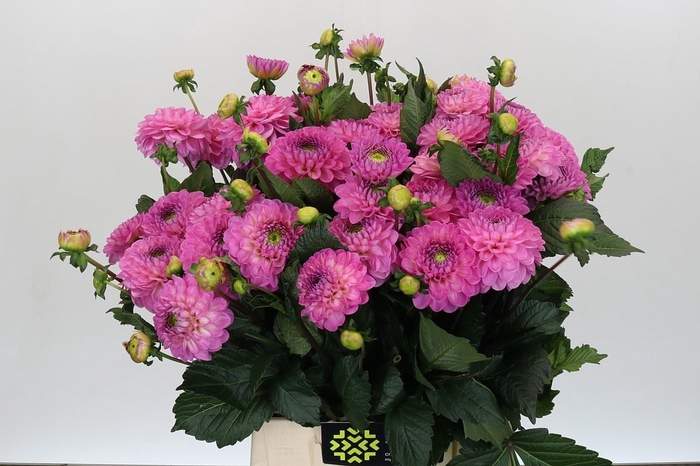 <h4>Dahlia BA 'Dark Wizard'</h4>