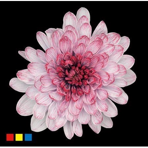 Chr T Altaj Hollandia