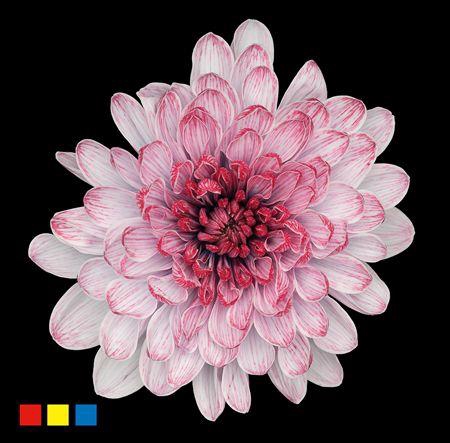 <h4>Chr T Altaj Hollandia</h4>