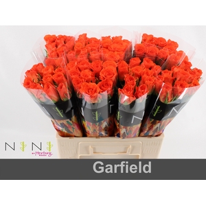 Rosa large garfield+