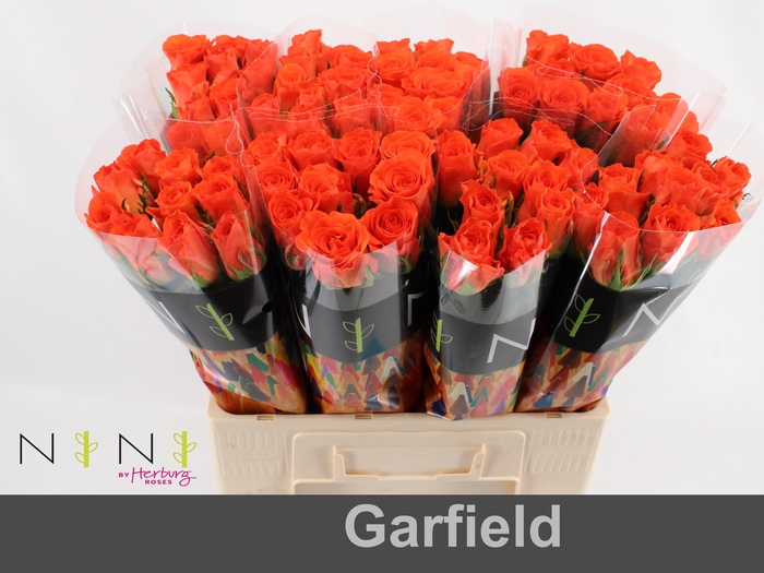 Rosa large garfield+