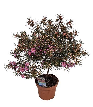 Waxflower Violet Purple South Stem