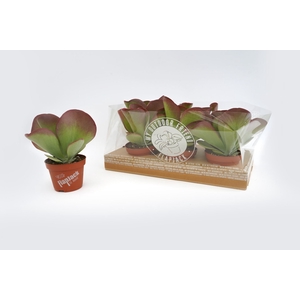 Kalanchoe thyrsiflora