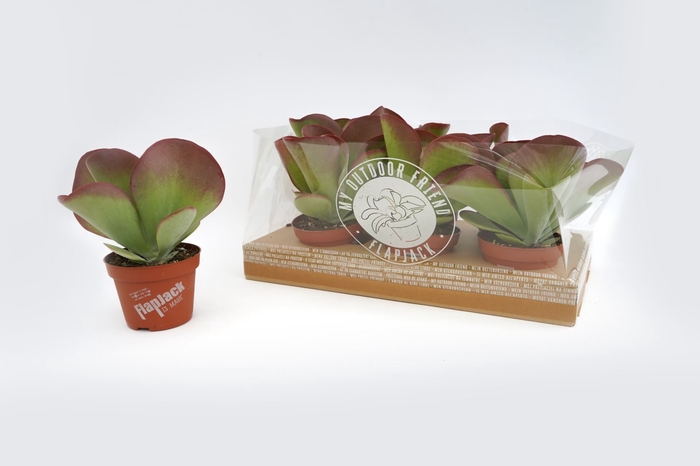 <h4>Kalanchoe thyrsiflora</h4>