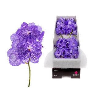 Vanda  'Kanchana Indigo'