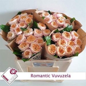 ROSA GR 'ROMANTIC VUVUZELA'