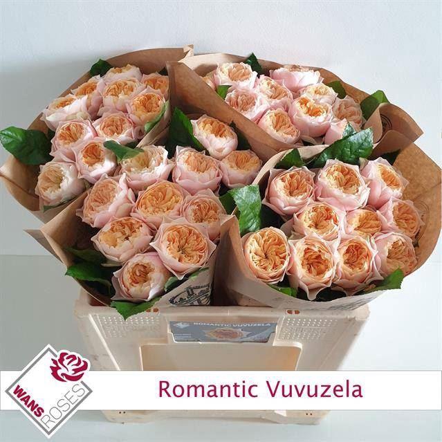 <h4>ROSA GR 'ROMANTIC VUVUZELA'</h4>