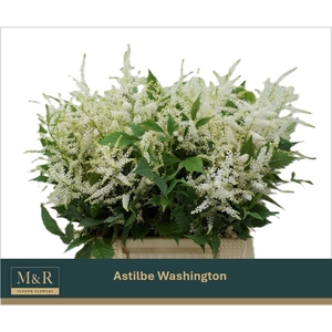 ASTIL JA WASHINGTON