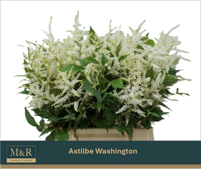 <h4>ASTIL JA WASHINGTON</h4>