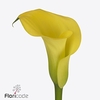 Zantedeschia monte carlo